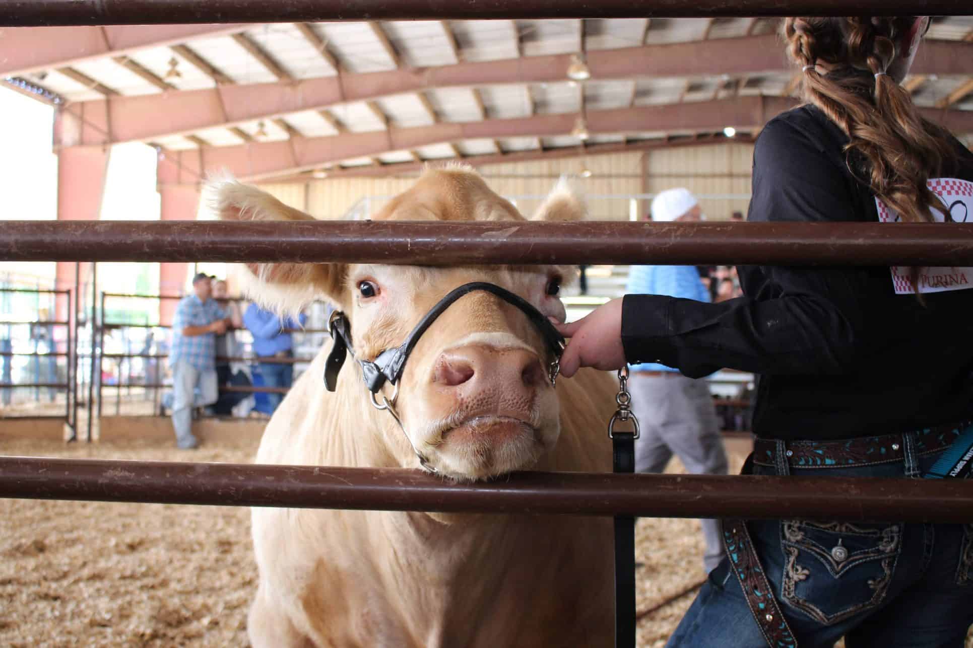 Gallery 2023 La Plata County Fair